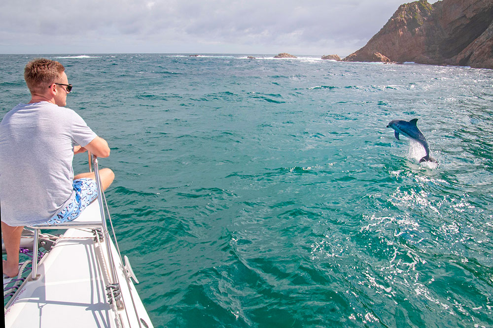 dolphin_watching